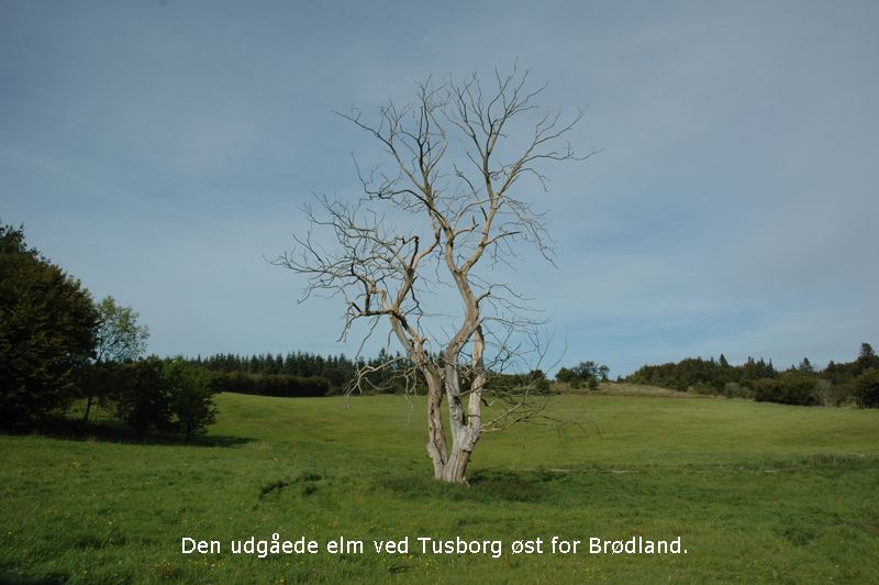 Den udgåede elm ved Tusborg
